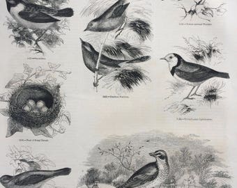 1856 Large Original Antique Bird Engraving - Stonechat, Song-Thrush Nest, Redstart, Warbler, Ephthianura, Redwing - Ornithology - Wall Decor