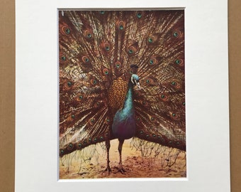 1940s Peacock Plumage Original Vintage Print - Mounted and Matted - Bird - Ornithology - Wildlife - Available Framed