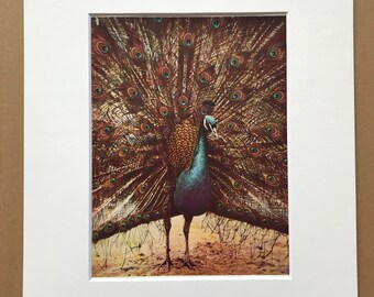 1940s Peacock Plumage Original Vintage Print - Mounted and Matted - Bird - Ornithology - Wildlife - Available Framed