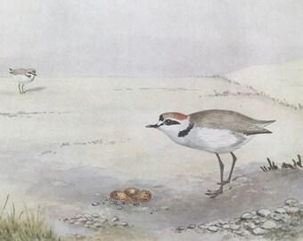 1924 Kentish Plover Original Antique Print - Mounted and Matted - Ornithology - British Waders - Vintage Bird Art - Available Framed