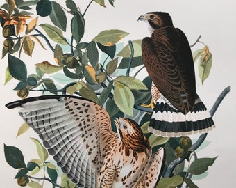 Broad-Winged Hawk Large Original Vintage 1964  Audubon Print, 14 x 17 inches, Bird Decor, Vintage Decor, Ornithology