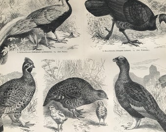 1897 Gamebirds Original Antique Print - Available Framed - Bird Art - Ornithology - Vintage Wall Decor