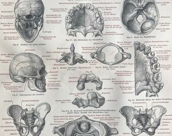 1897 Skeleton Original Antique Print - Available Framed - Anatomy - Anatomical Art - Vintage Wall Decor