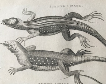 1802 Striped Lizard and Ameiva Lizard Original Antique Engraving - Lizard - Natural History - Zoological Art - Reptile