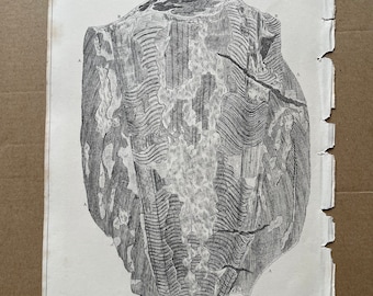 1858 Convex Surface of a Fossil Pen of Loligo from Lias at Lyme Regis Original Antique Engraving- Geology - Fossil - Palaeontology