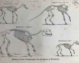 1858 Original Antique Engraving - Skeletons of fossil Pachydermata from the Gypsum of Montmartre - Geology - Fossil - Palaeontology