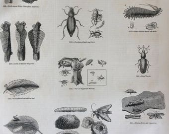 1856 Large Original Antique Insect Engraving - moth, Caterpillar, Beetle, Grub, Larva, Weevil - Entomology - Wall Decor