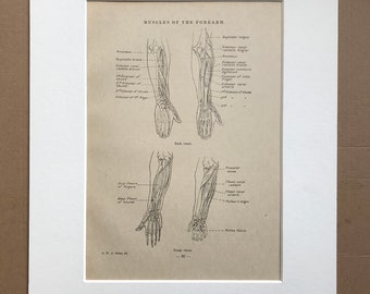 1949 Muscles of the Forearm Original Vintage Print - Anatomy - Mounted and Matted - Available Framed