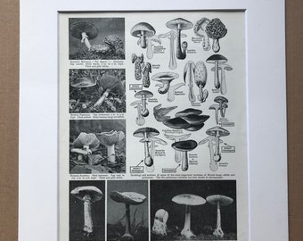 1932 Fungus - British Poisonous and Edible Varieties Original Vintage Print - Mounted and Matted - Botanical - Botany - Available Framed