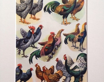 1968 Colourful Original Vintage Poultry Print-  mounted, Available Framed - 14 x 11 inches - Chicken, Cockerel, Ornithology