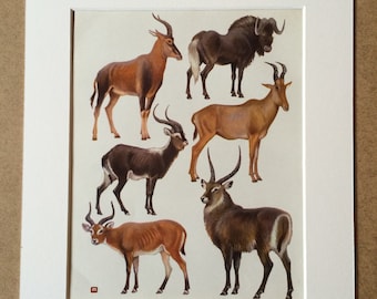 1968 Original Vintage Print - Mounted and Matted - Tsessebe, Wildebeest, Nile Lechwe, Hartebeest, Kob, Waterbuck - Available Framed