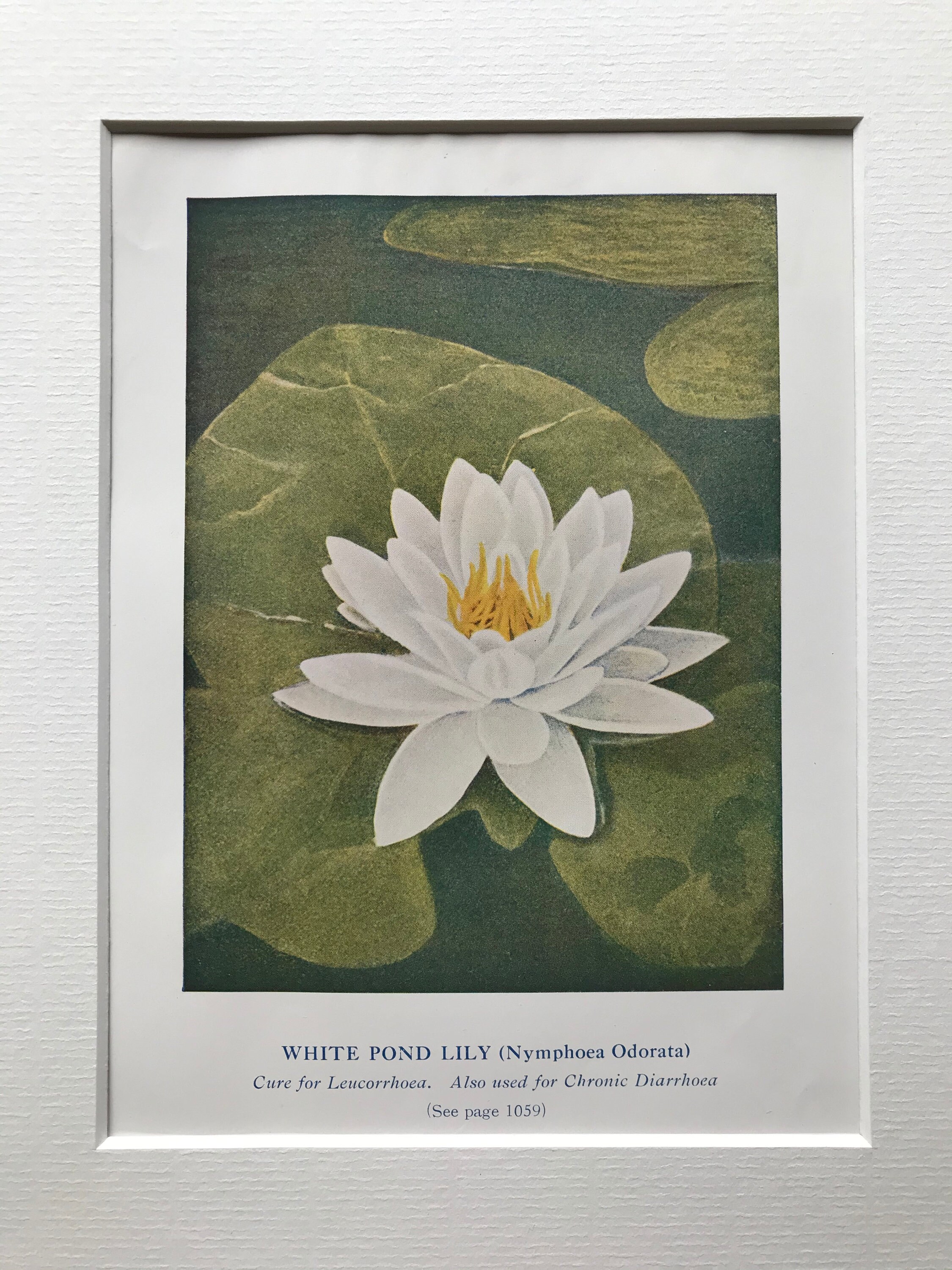 1927-water-lily-medicinal-value-original-vintage-print-mounted-and