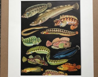 1968 Original Vintage Print - Mounted and Matted - Tropical Fish - Warbonnet, Blenny Varieties  - Available Framed