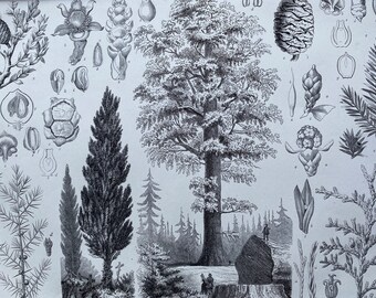 1869 Trees Large Original Antique Illustration - Cypress, Juniper, Kauri, Yew Tree, Redwood - Botanical Art - Mounted and Matted