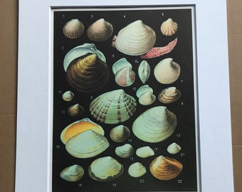 1988 Bivalve Sea Molluscs Original Vintage Print - Bivalvia - Marine Decor - Ocean Wildlife - Mounted and Matted - Available Framed