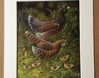 1968 Original Vintage Bird Print - Mounted and Matted - Western Capercaillie - Ornithology - Available Framed