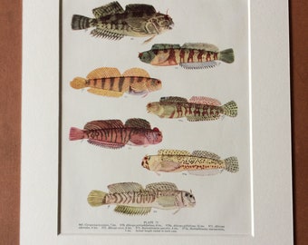 1950 Original Vintage Fish Print - Mounted and Matted - Available Framed - Tropical Fish - Marine Species - Sealife - Ocean Decor