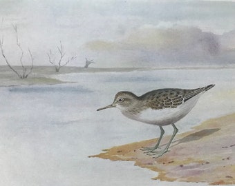 1924 Common Sandpiper Original Antique Print - Mounted and Matted - Ornithology - British Waders - Vintage Bird Art - Available Framed