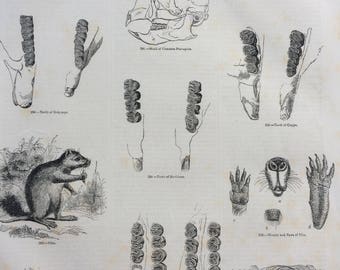 1856 Large Original Antique Engraving - Rodents: Porcupine, Hutia, Coypu, Brazilian Porcupine, Skull, Anatomy - Wildlife Wall Decor