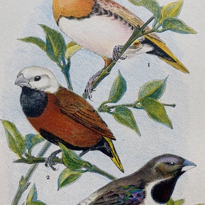 1956 Chestnut-breasted Finch, Java Finch & Mannikin Original Vintage Print - Ornithology - Bird Art - Mounted and Matted - Available Framed