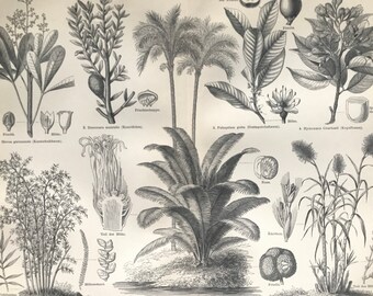 1896 Industrial Plants Original Antique print - Available Framed - Botanical Wall Decor - Botany
