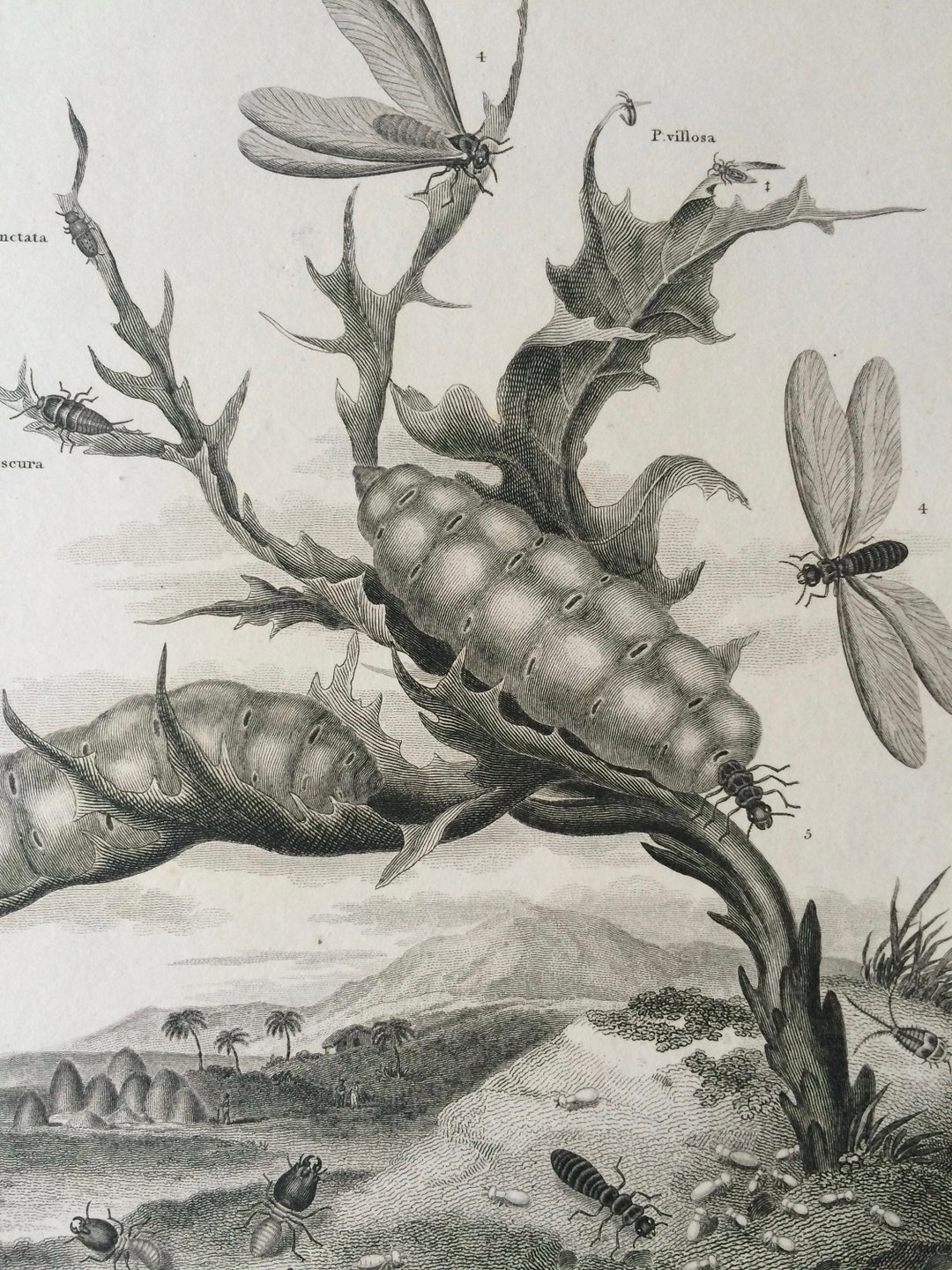 1819 Original Antique Engraving - Vintage Insect Art - Aptera ...