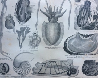 1877 Mollusca Original Antique Print - Available Framed - Mollusc - Cuttlefish - Mussel - Marine Decor