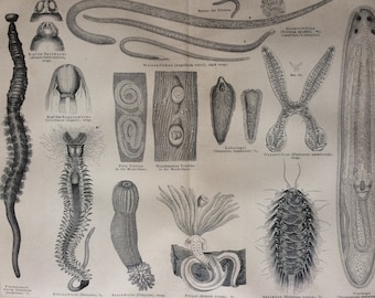 1875 Worms Original Antique print - Entomology - Victorian Decor - Available Framed