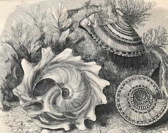1863 Indian Phorus and Staircase Trochus Original Antique Print - Marine Wildlife - Crustacean - Mounted and Matted - Available Framed