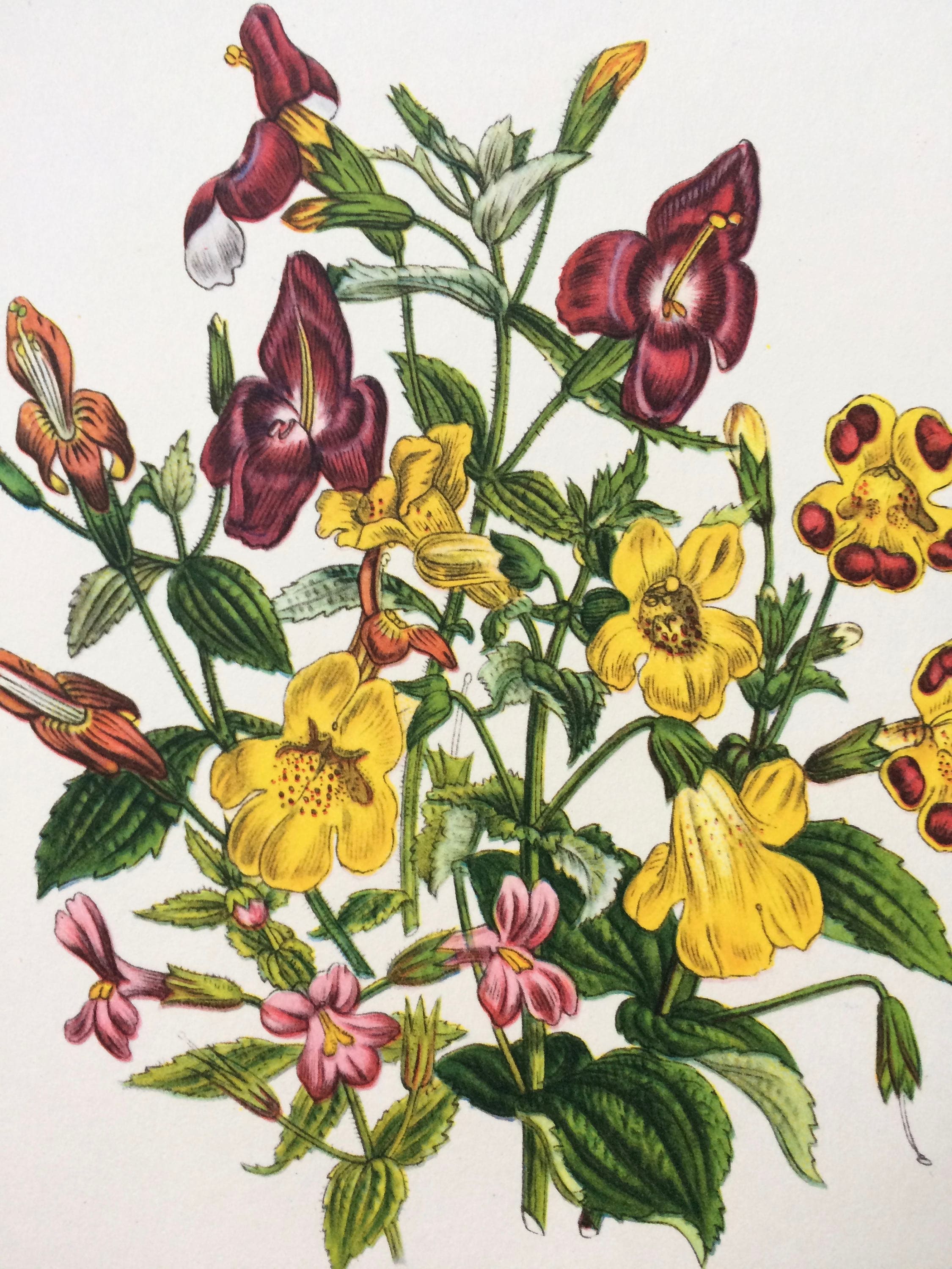Original Botanitcal Prints Original Botanical Prints