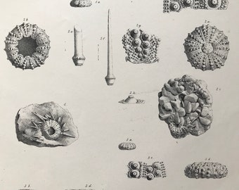 1857 Original Antique Engraving - Fossil Echinodermata of the Oolitic Formations- Palaeontology - Mounted and Matted - Available Framed