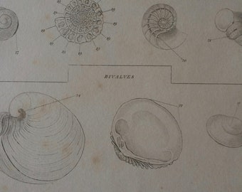 1819 Original Antique Engraving - Seashell - Shell - Conchology - Shellfish - Marine Wildlife Decor - Available Matted and Framed