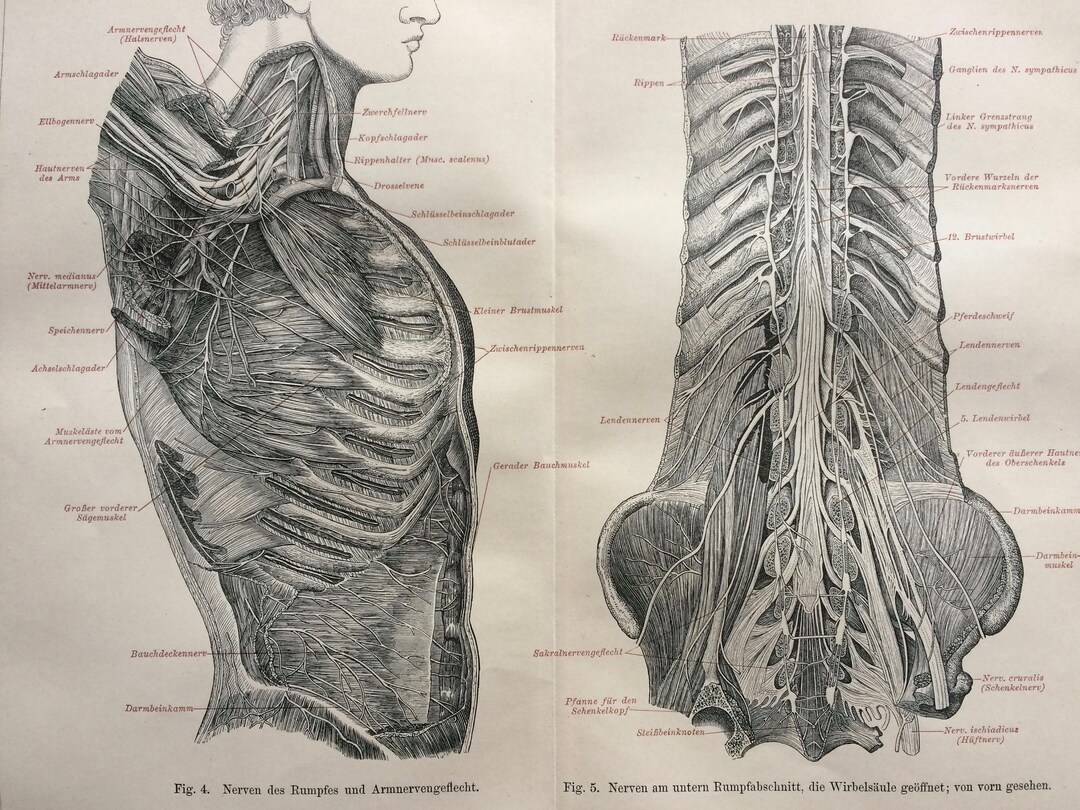 1897 Nerves of Man Original Antique Print - Available Framed - Anatomy ...