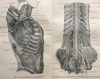 1897 Nerves of Man Original Antique Print - Available Framed - Anatomy - Anatomical Art - Vintage Wall Decor