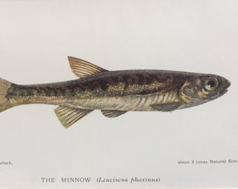 1904 The Minnow Original Antique Matted Lithograph - Fish - Fishing - Angling - Freshwater Fish - Wall Decor - Available Framed