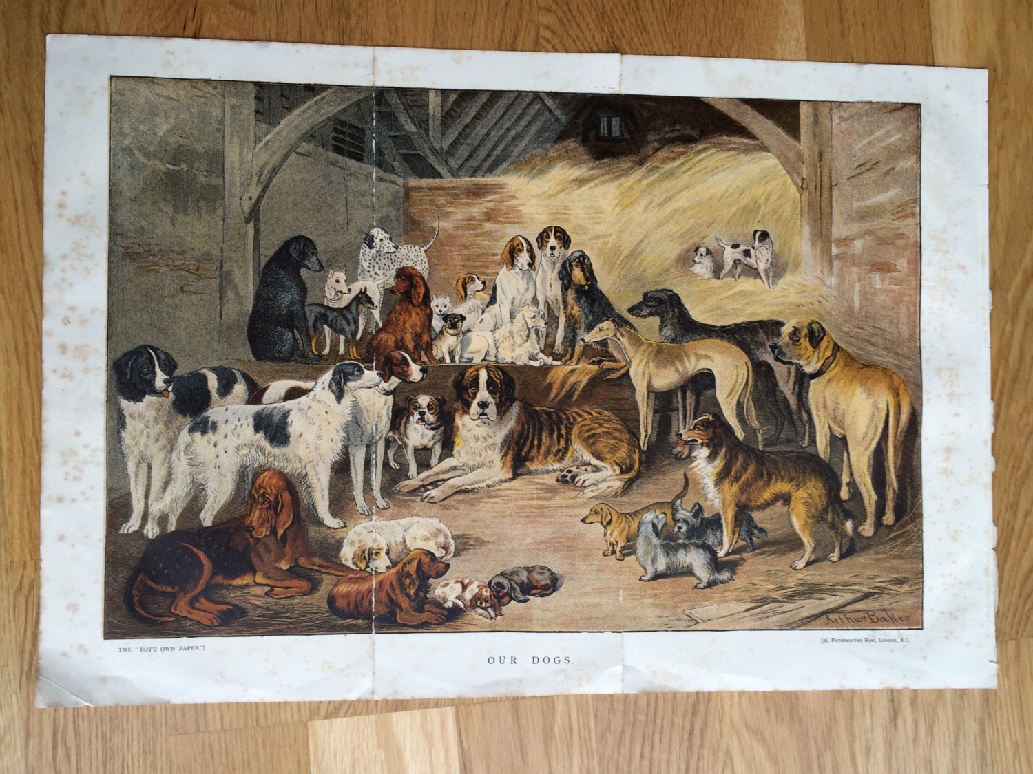 1883 DOGS Original Antique print Canine Breeds Vintage Wall Decor