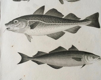 1819 Original Antique Engraving - Cod - Coalfish - Fish - Ichthyology - Ocean Wildlife - Marine Decor