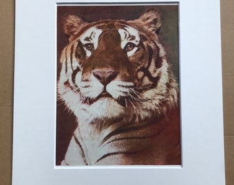 1940s Tiger Original Vintage Print - Mounted and Matted - Wildlife - Natural History - Animal Art - Available Framed