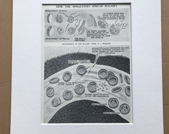1940s How the Mosquitos spread malaria Original Vintage Print - Mounted and Matted - Disease - Biology - Available Framed