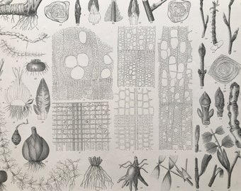 1869 Botany Large Original Antique Print - Botanical Art - Plant Cells - Gift for Botanist - Mounted and Matted