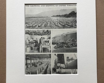 1940s The Growing and Shipping of Empire Tobacco Original Vintage Print - Farming  - Cigarettes - Mounted and Matted - Available Framed
