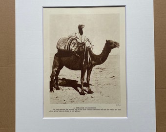 1950 'A Strange Passenger' Original Vintage Print - Camel - Mounted and Matted - Available Framed