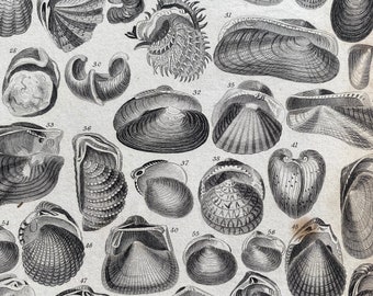 1852 Original Antique Engraving - Shell - Conchology - Marine Decor - Mollusc - Mussel - Shellfish - Restaurant Wall Decor