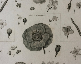 1819 Original Antique Botanical Engraving - Available Mounted and Matted - Botanical Art - Flower - Plant - Petals - Available Framed