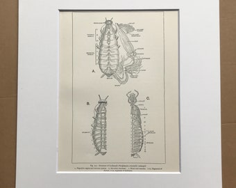 1903 Structure of Cockroach Original Antique Print - Anatomy - Insect - Wildlife Decor - Mounted and Matted - Available Framed