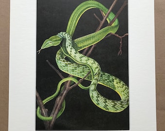 1968 Ahaetulla prasina Original Vintage Snake Print - Reptile - Mounted and Matted - Available Framed - Herpetology - Asian Vine Snake