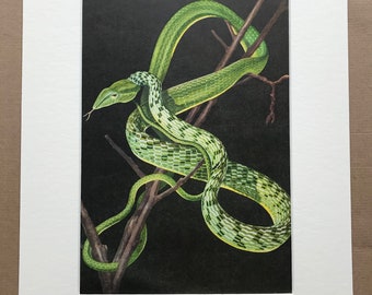 1968 Ahaetulla prasina Original Vintage Snake Print - Reptile - Mounted and Matted - Available Framed - Herpetology - Asian Vine Snake