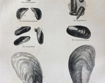 1856 Large Original Antique Sea Shell Engraving - Shellfish - Conchology - Marine Wildlife - Wall Decor - Home Decor - Marine Decor