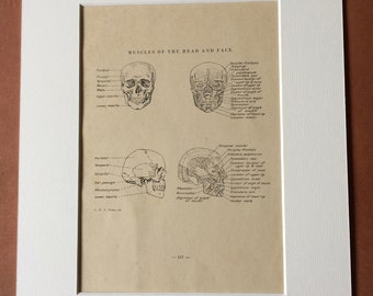 1949 Original Vintage Anatomical Print - Head & Face Muscles - Anatomy - Medical Decor - Science - Mounted and Matted - Available Framed