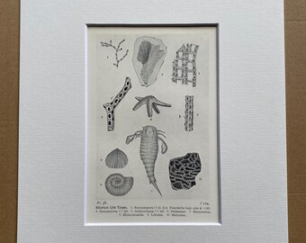 1931 Silurian Life Types Original Antique Print - Geology - Mounted and Matted - Available Framed
